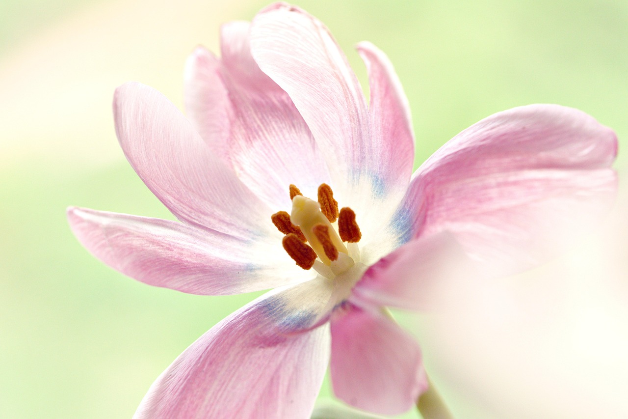薬に頼らない！新たな花粉症対策に酸素カプセル！？免疫向上｜炎症軽減｜ストレス軽減｜酸素の部屋